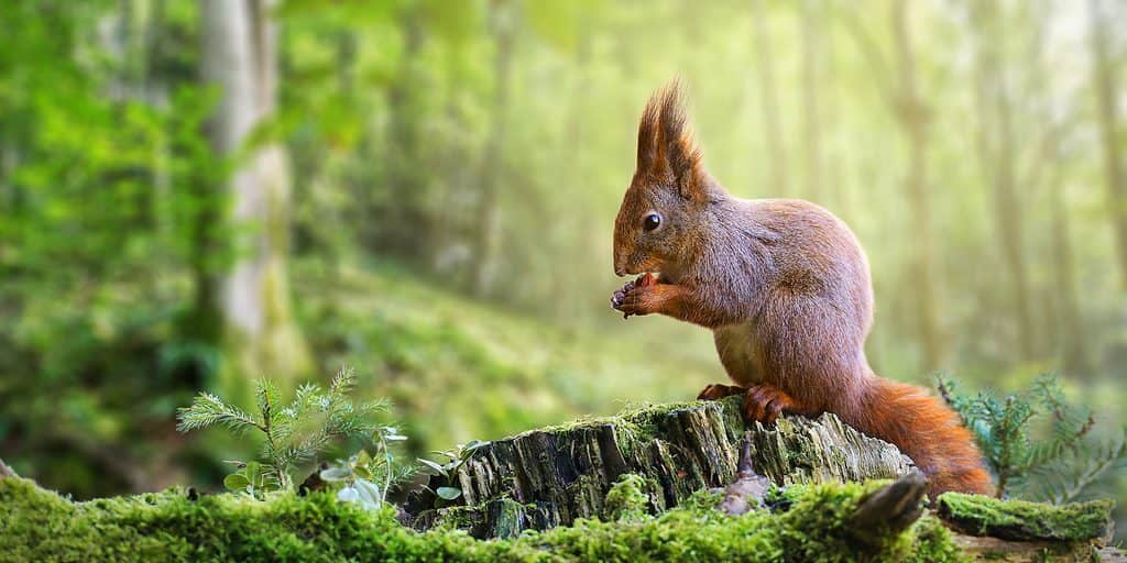 ardilla comiendo una nuez 