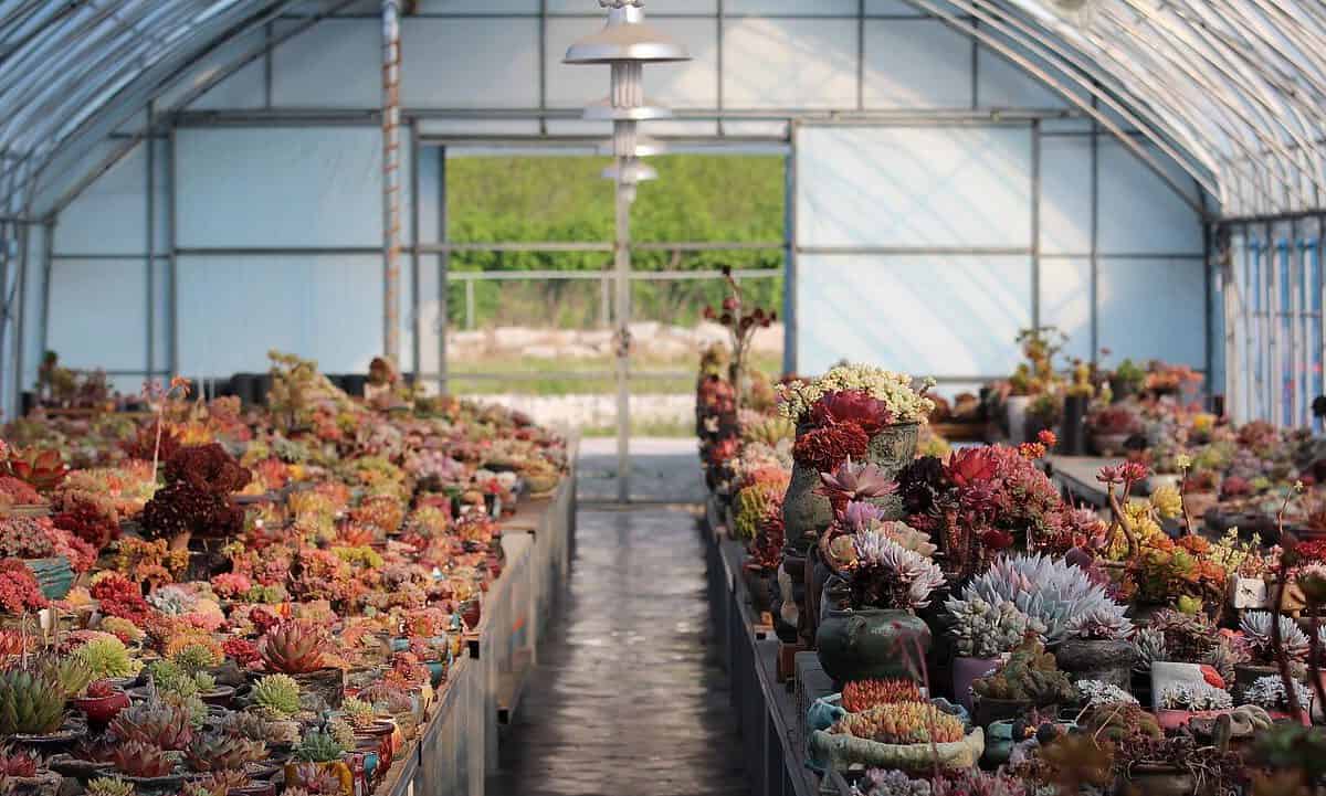 succulents, fleshy, succulent-757630.jpg
