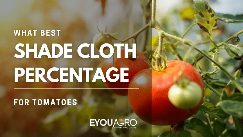 What Shade Cloth Percentage for Tomatoes? 30%, 40% or 50% by Climate & Variety