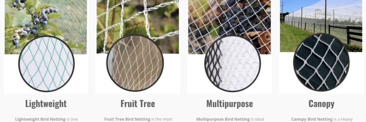 blueberry netting 