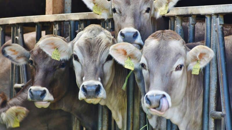 livestock shade cloth