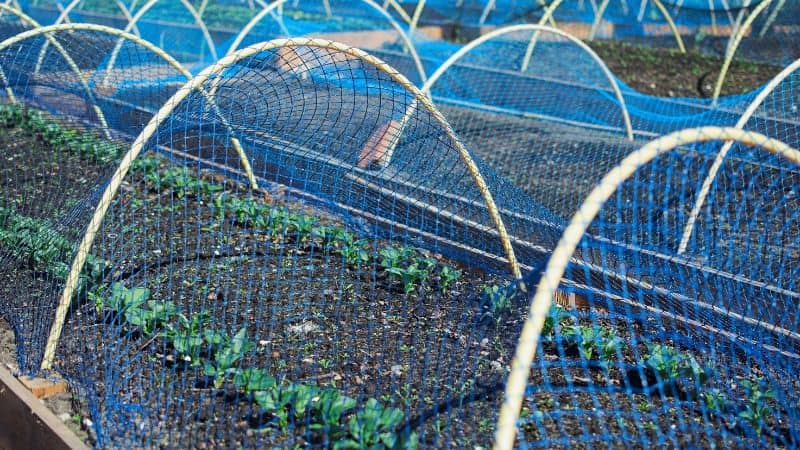Bird netting vegetable garden