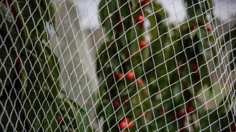 Bird Netting For Cherry