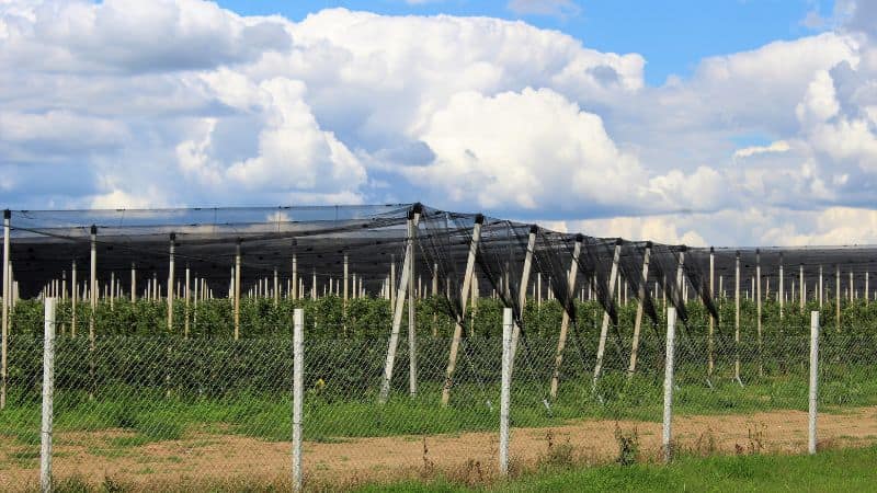 Hail netting for vineyards