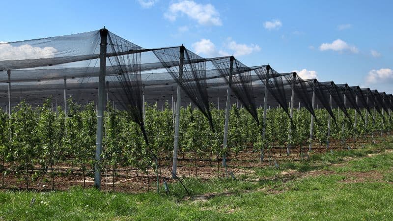 Hail-proof fruit netting