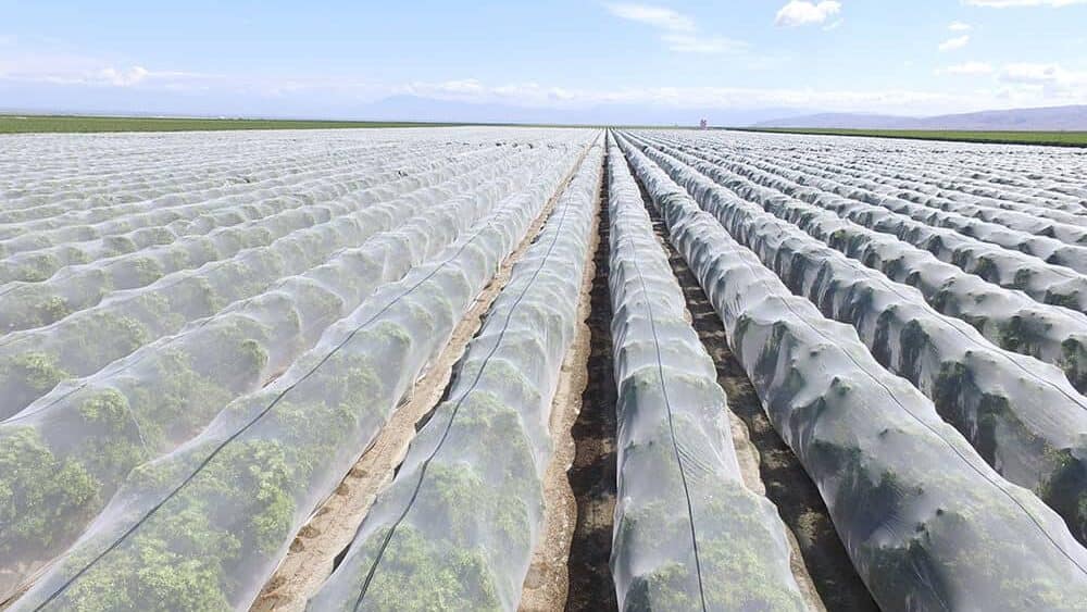Bee Netting for Grapes