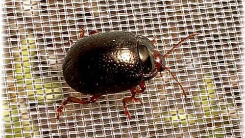 insect proof netting