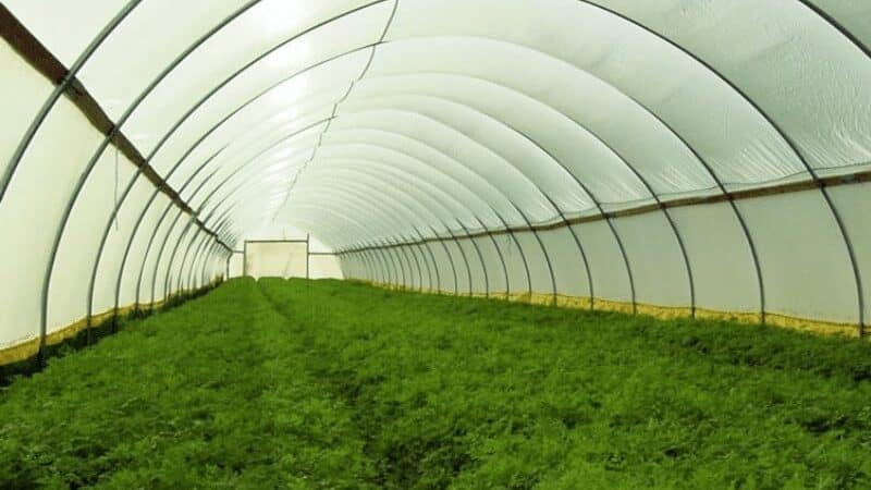 Insect netting for greenhouse