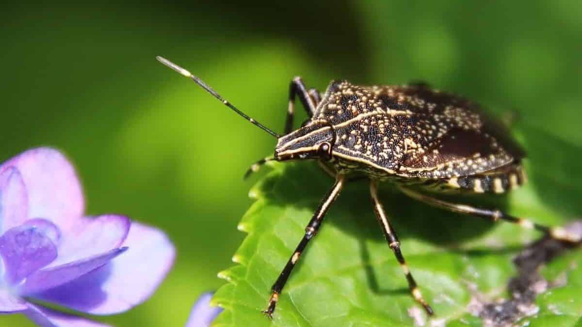 Bug Netting for Plants