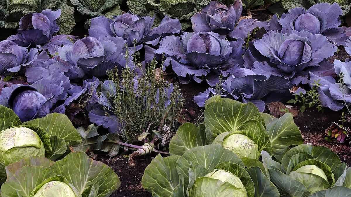 Brassica Netting