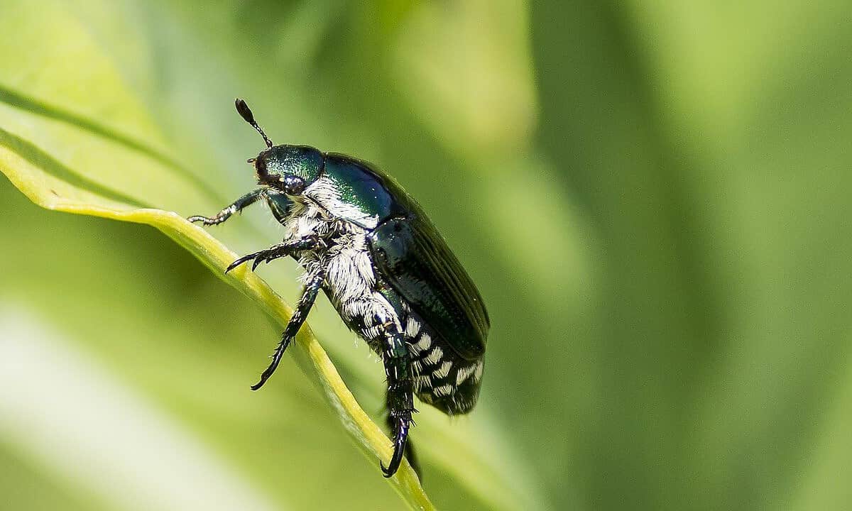 Japanese Beetle Netting