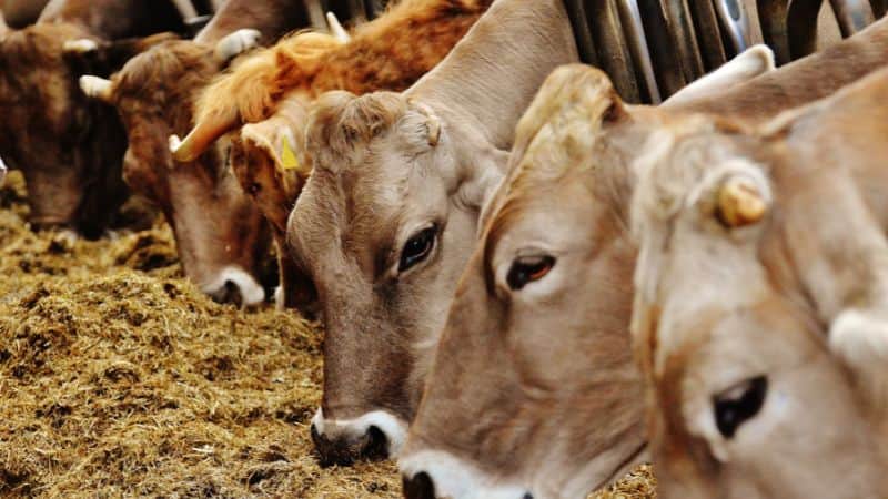 Livestock Shade Cloth