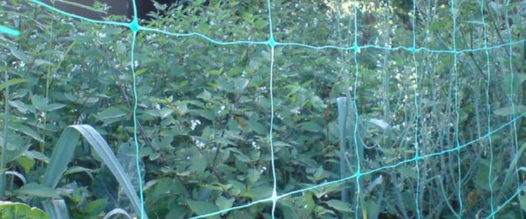 trellis netting