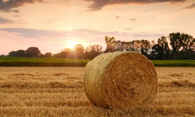 bale netwrap
