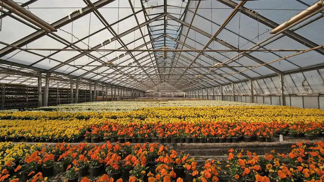 greenhouse, nursery, flower bed-4948726.jpg