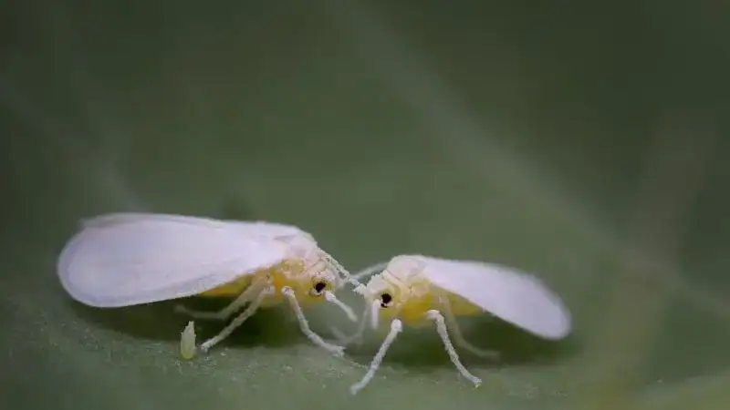 la mosca blanca del tabaco