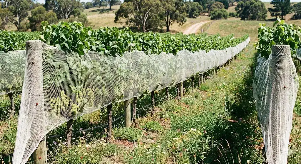 Organic vineyard using netting to reduce pesticide use and protect grape quality