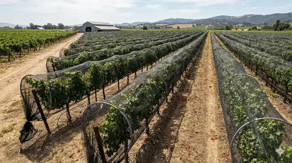 Vineyard netting system showing long-term use and structural condition over seasons
