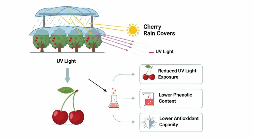 impact de la couverture pluviale sur la synthèse phénolique