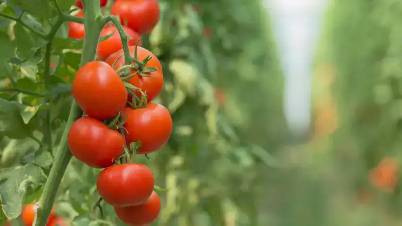 tomato shade cloth color