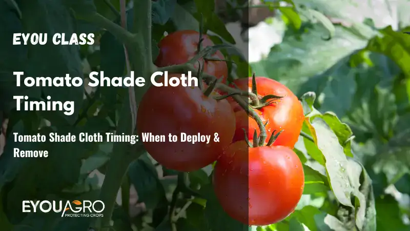 Tomato Shade Cloth Timing: When to Deploy & Remove