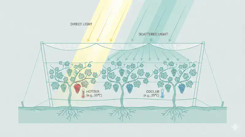 How vineyard nets convert direct sunlight into diffuse light to improve grape photosynthesis.