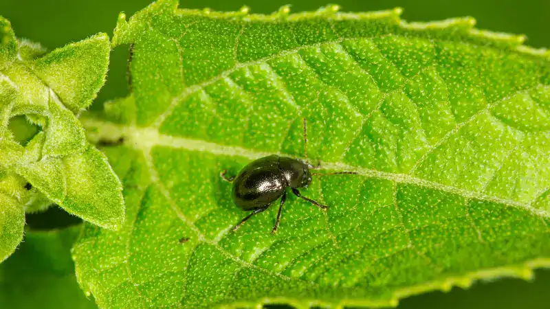 flea beetles