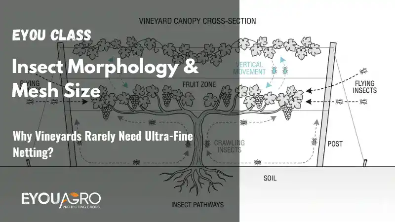 insect morphology & mesh size