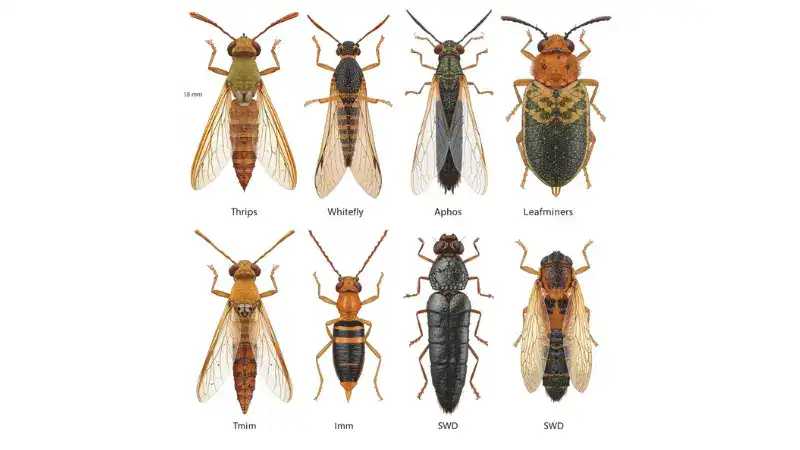 insect