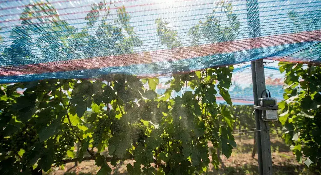 Diffusione della luce sotto reti fotoselettive per vigneti