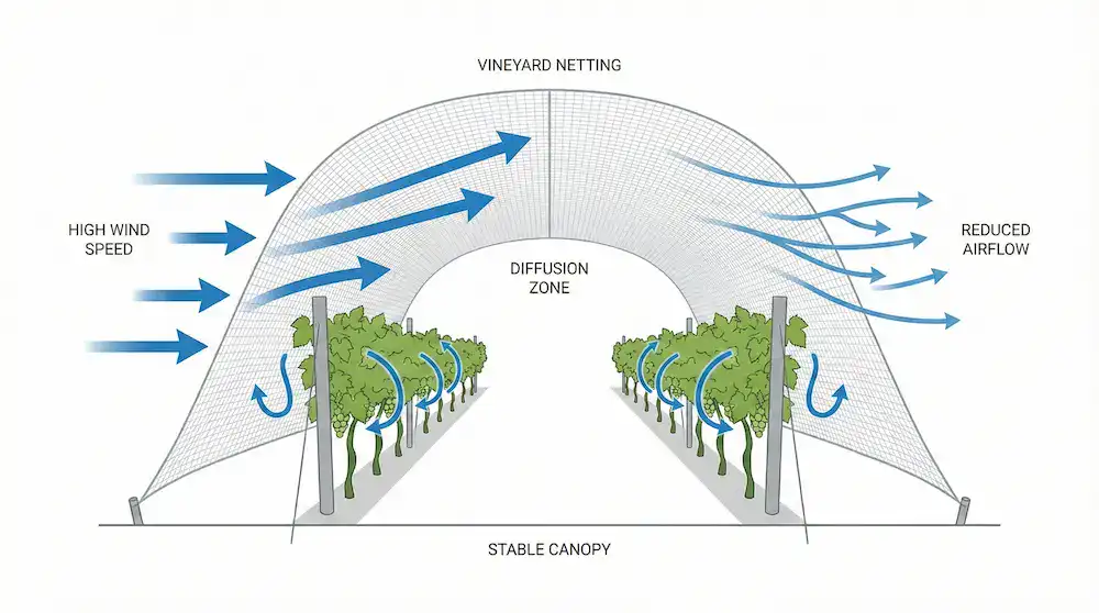 Cómo las redes para viñedos difunden el flujo del viento y reducen el impacto de las ráfagas en las vides