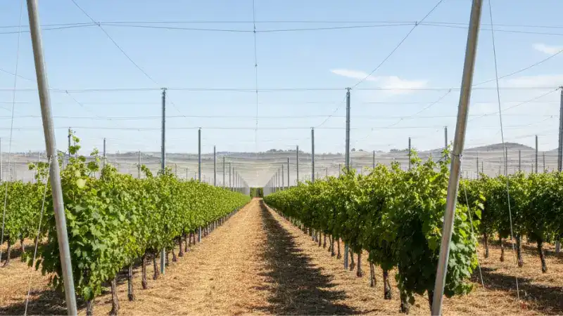 vineyard net (1)