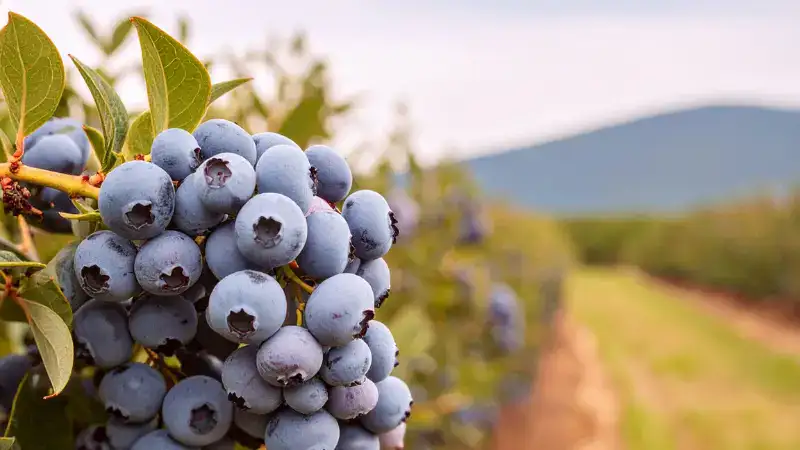 blueberry