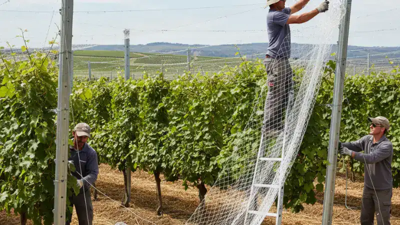 install vineyard net