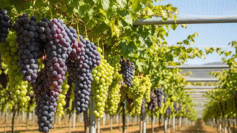 table grape
