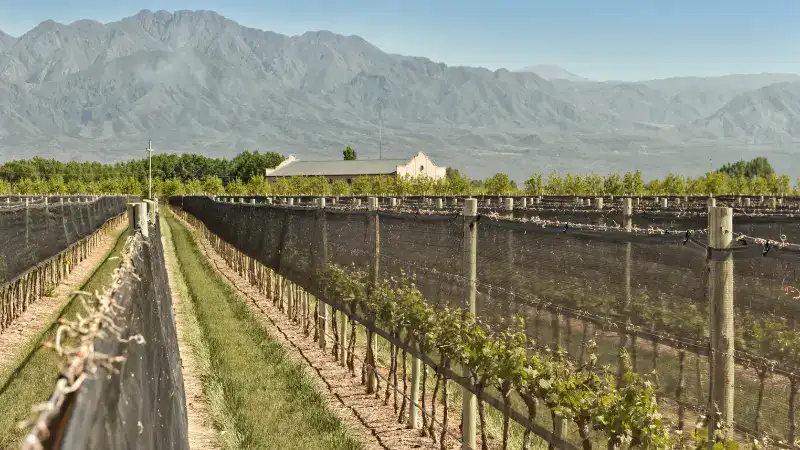 vineyard netting