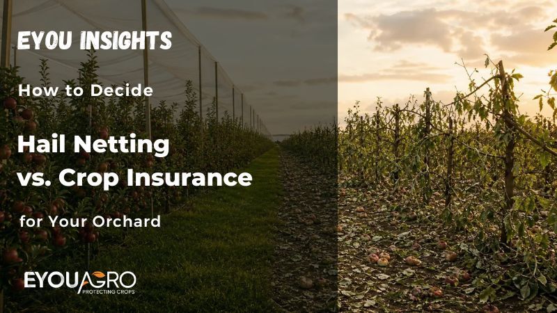 hail netting vs. crop insurance