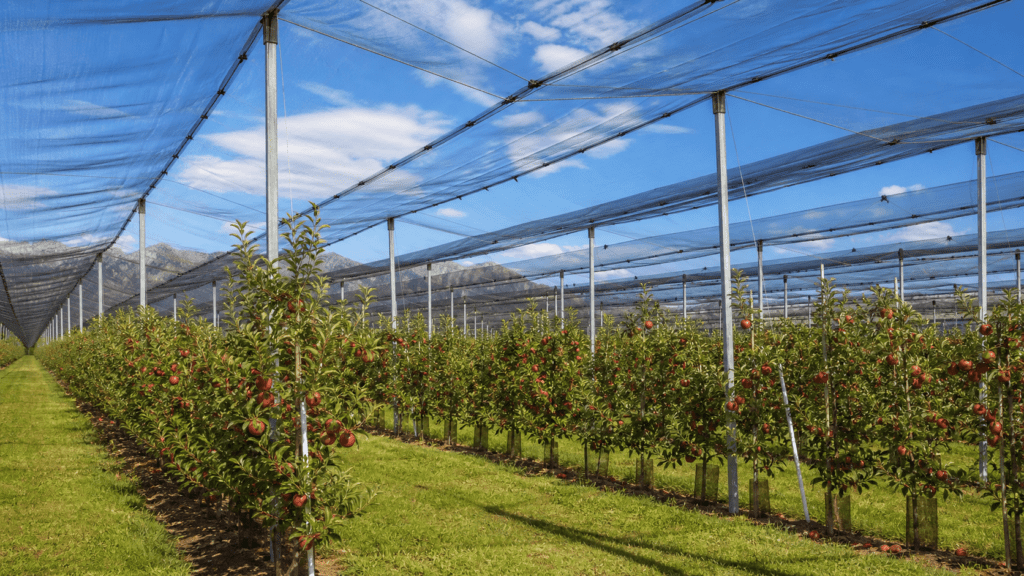 d5 cost of hail netting img 01 apple orchard hail netting