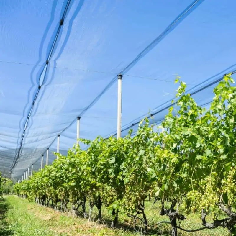 leno hail netting