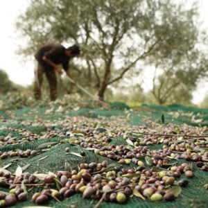 Filet de collecte d'olives