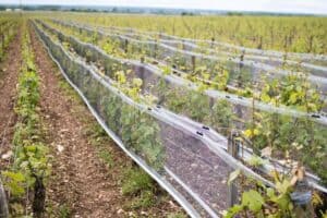 Vineyard Side Netting 750x