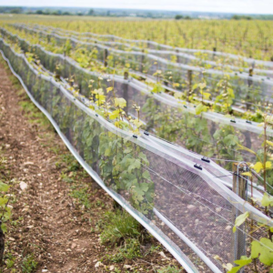 vineyard side netting