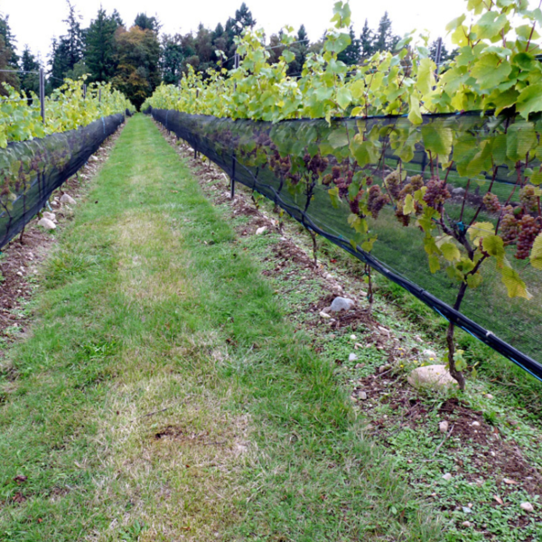 vineyard side netting