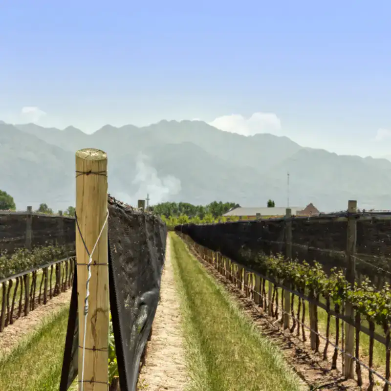 vineyard side netting