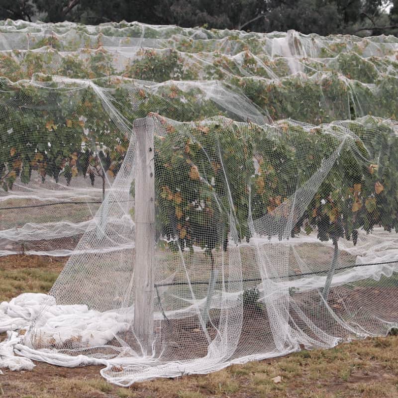 vineyard drape netting (1)