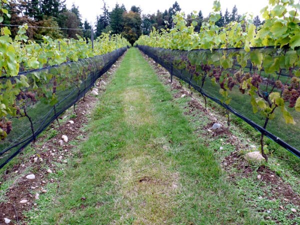 vineyard_netting