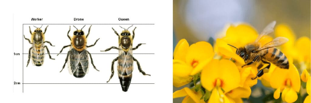 bee size