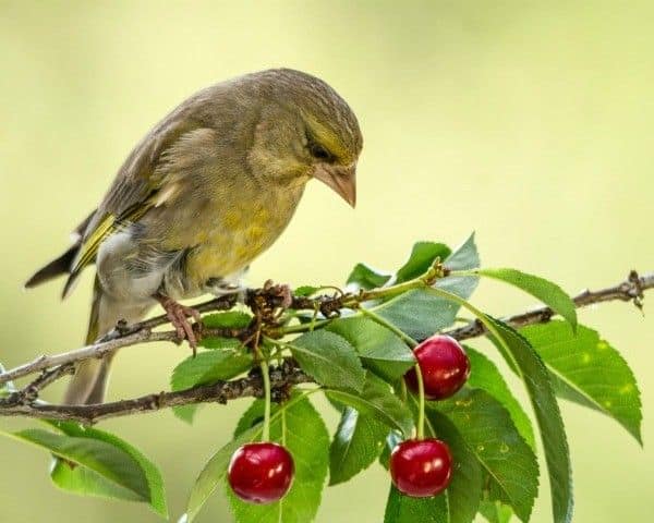 Pájaro comiendo cereza