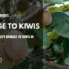 DAMAGE TO KIWIS