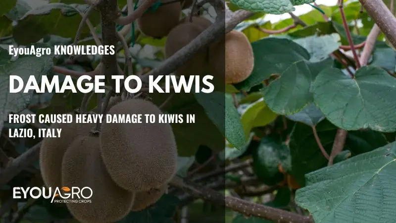 DAMAGE TO KIWIS